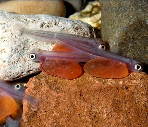 A newly hatched alevin with its yolk sac still attached