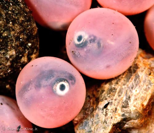 Salmon eggs in river gravel