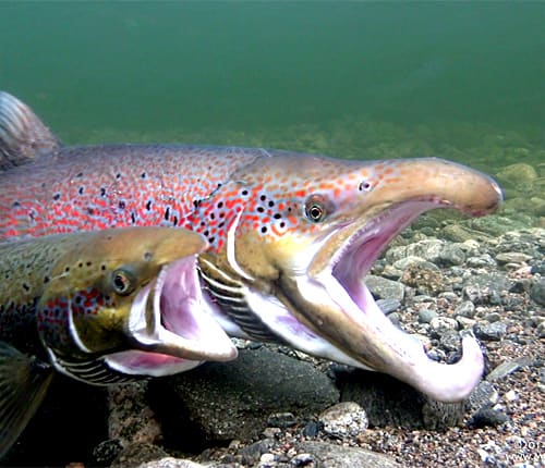 A redd — the gravel nest a female salmon digs to spawn