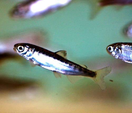 A salmon fry in shallow water
