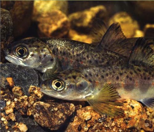 A salmon parr showing its vertical camouflage stripes