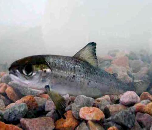 A silver-sided salmon smolt